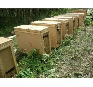 Пчелопакеты, порода пчел Карпатка